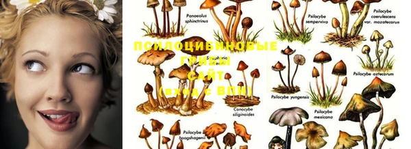 PSILOCYBIN Алексин